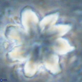 Discoaster nobilis 43351