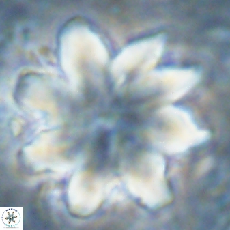 Discoaster nobilis 43351