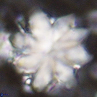 Discoaster nobilis 43352