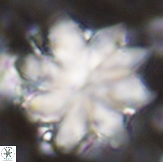 Discoaster nobilis 43352