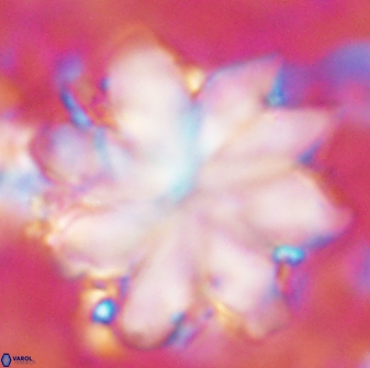 Discoaster nobilis 43353