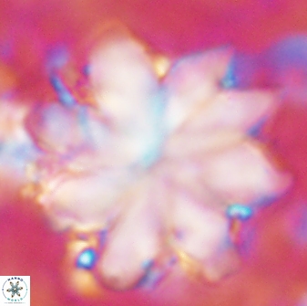 Discoaster nobilis 43353