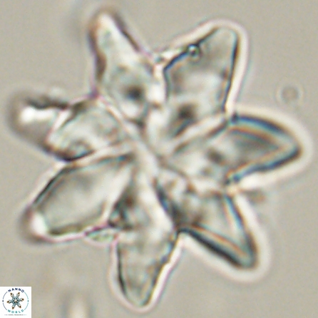Discoaster nobilis 57240