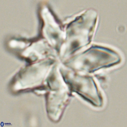 Discoaster nobilis 57241