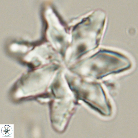 Discoaster nobilis 57241