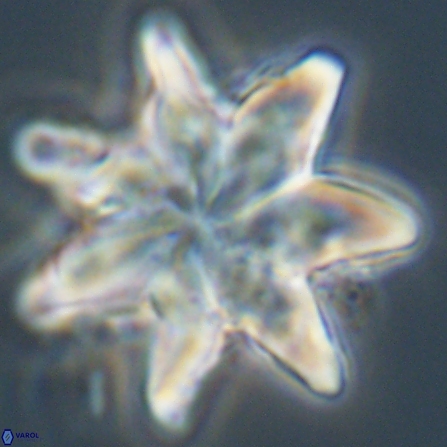 Discoaster nobilis 57242