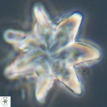 Discoaster nobilis 57242