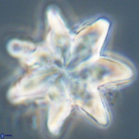 Discoaster nobilis 57244