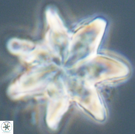 Discoaster nobilis 57244