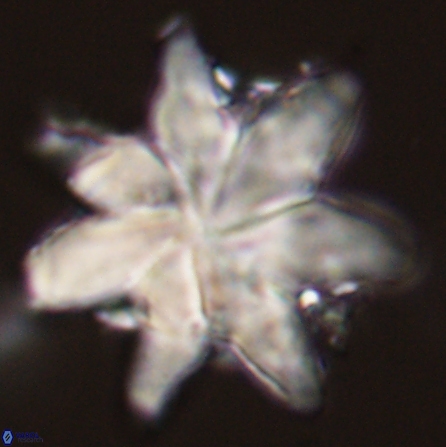 Discoaster nobilis 57245