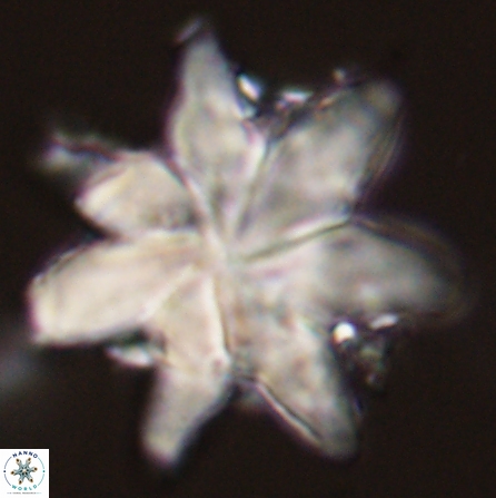 Discoaster nobilis 57245