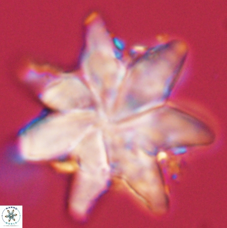 Discoaster nobilis 57246