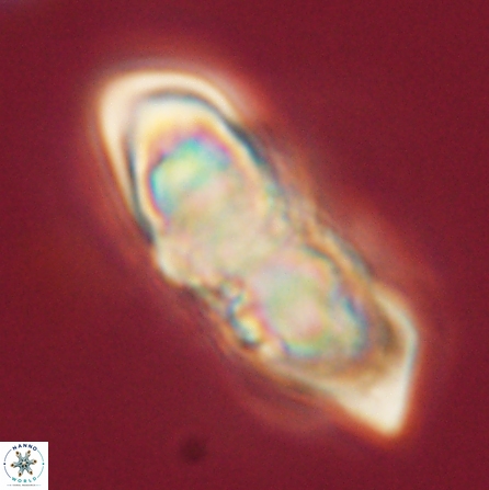 Discoaster nobilis 57247