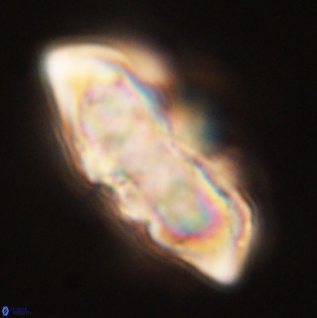 Discoaster nobilis 57248
