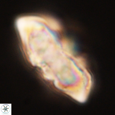 Discoaster nobilis 57248
