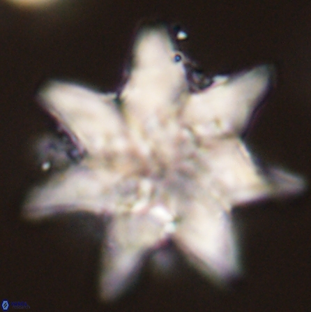 Discoaster nobilis 57249