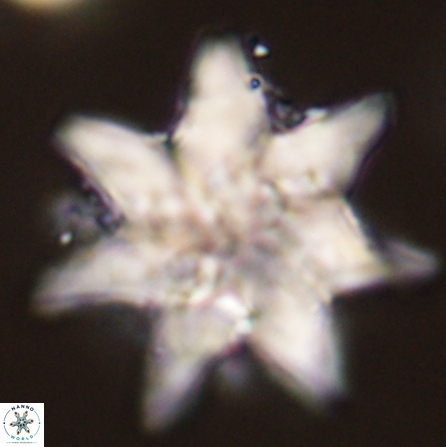 Discoaster nobilis 57249