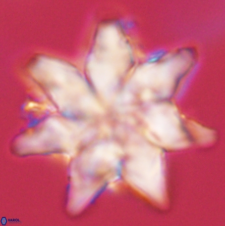 Discoaster nobilis 57250