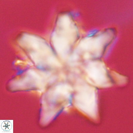 Discoaster nobilis 57250