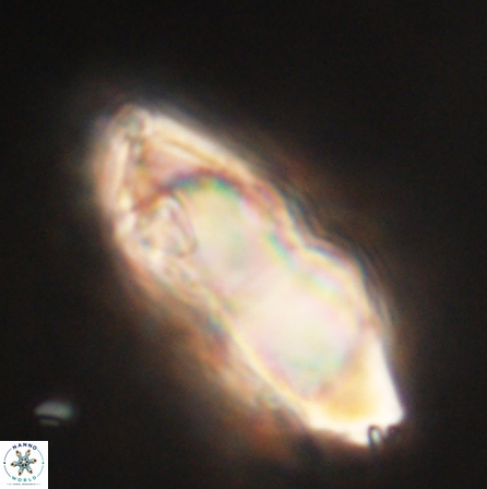 Discoaster nobilis 60494