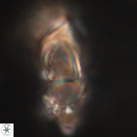 Discoaster nobilis 60495