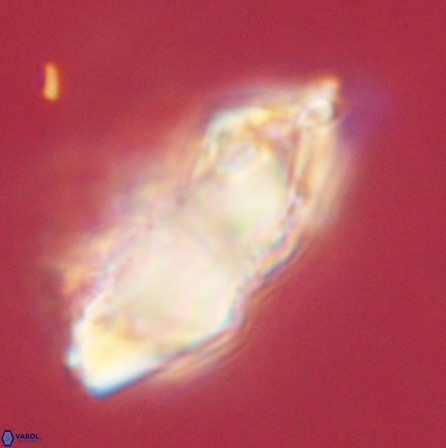 Discoaster nobilis 60497