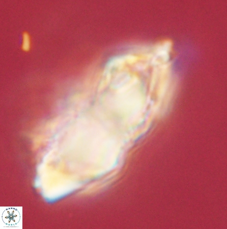 Discoaster nobilis 60497