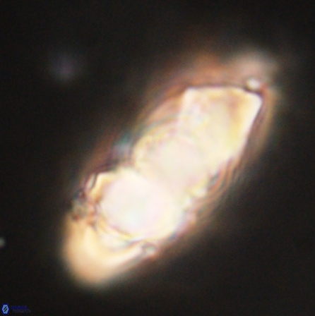 Discoaster nobilis 60498