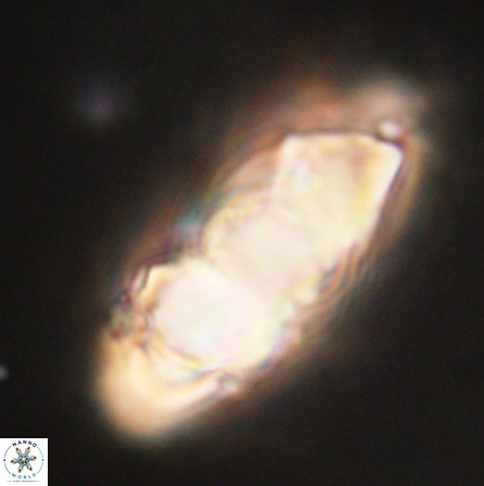 Discoaster nobilis 60498