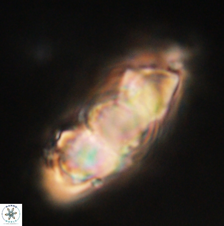 Discoaster nobilis 60499