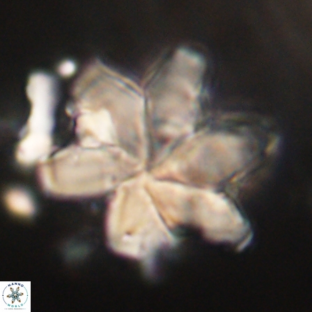 Discoaster nobilis 60508