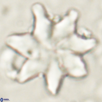 Discoaster nobilis 60264
