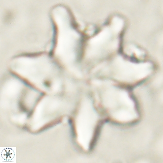 Discoaster nobilis 60264