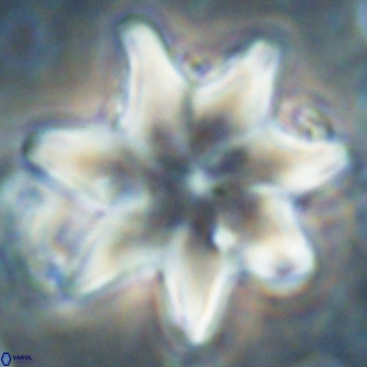 Discoaster nobilis 60265