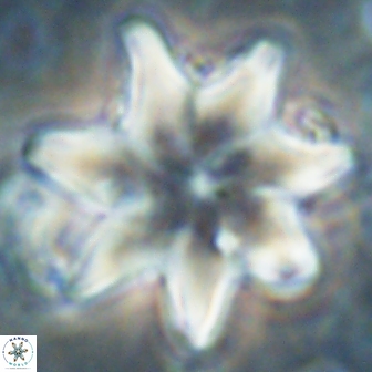 Discoaster nobilis 60265