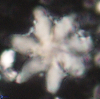 Discoaster nobilis 60266