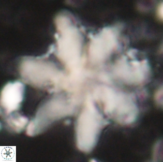 Discoaster nobilis 60266