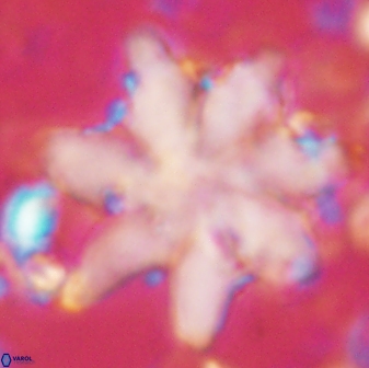 Discoaster nobilis 60267