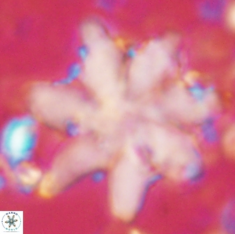 Discoaster nobilis 60267