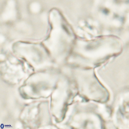 Discoaster nobilis 60344