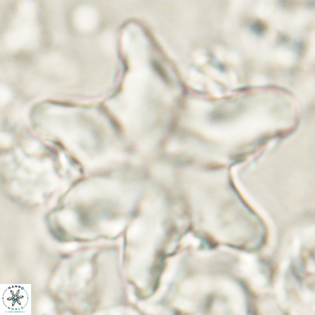 Discoaster nobilis 60344