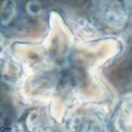 Discoaster nobilis 60345