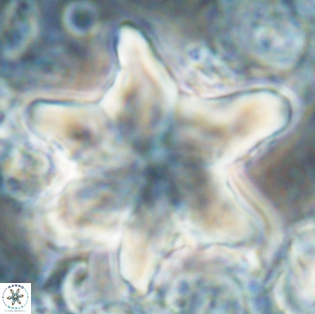 Discoaster nobilis 60345