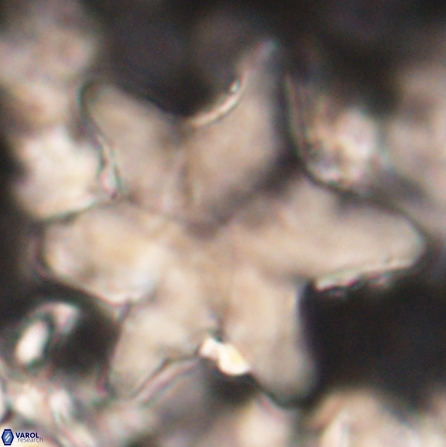 Discoaster nobilis 60346