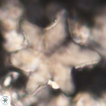 Discoaster nobilis 60346