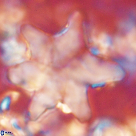 Discoaster nobilis 60347