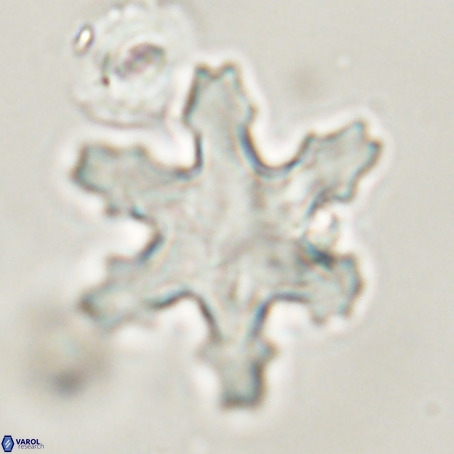 Discoaster nodifer VR 32392