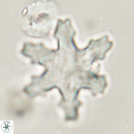 Discoaster nodifer VR 32392