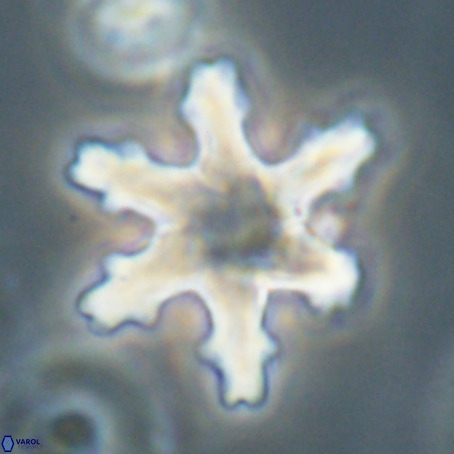 Discoaster nodifer VR 32394