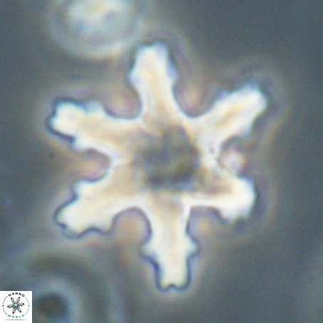 Discoaster nodifer VR 32394
